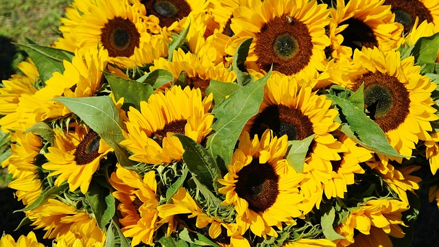 kytice rozkvetlých slunečnic